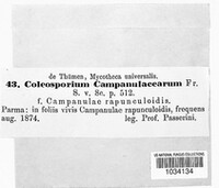 Coleosporium campanulacearum image